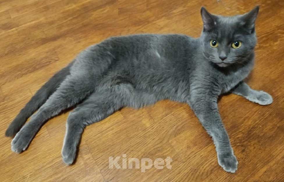 Кошки в Уфе: Кошка в добрые руки Девочка, Бесплатно - фото 2