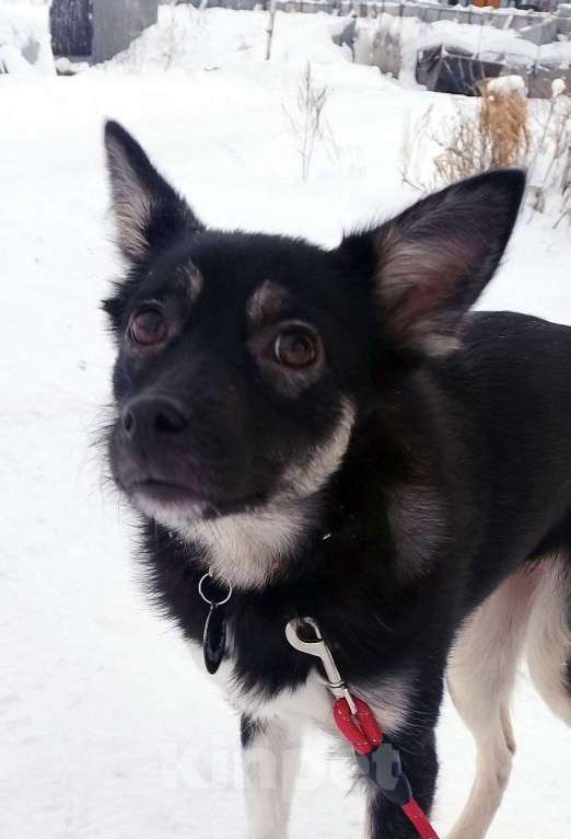 Собаки в Санкт-Петербурге: Ищет дом крошка-собачка весом 9 кг Девочка, Бесплатно - фото 10