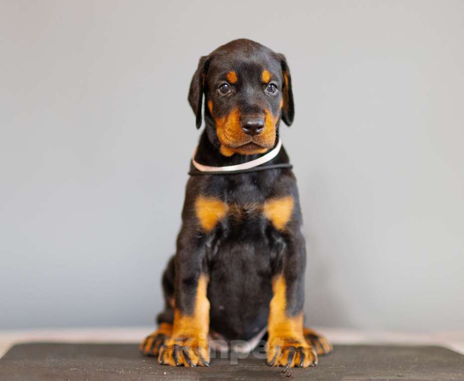 Собаки в Москве: Щенки добермана Девочка, 110 000 руб. - фото 8