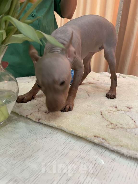 Собаки в Подольске: Щенки американского голого терьера Девочка, 40 000 руб. - фото 3