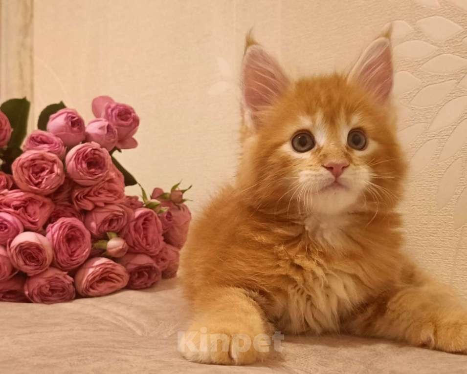 Кошки в Санкт-Петербурге: крупный ласковый котёнок Амур Мальчик, 50 000 руб. - фото 1