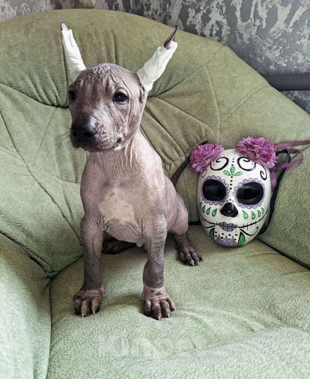 Собаки в Москве: Мексиканская голая, щенок Мальчик, 80 000 руб. - фото 1