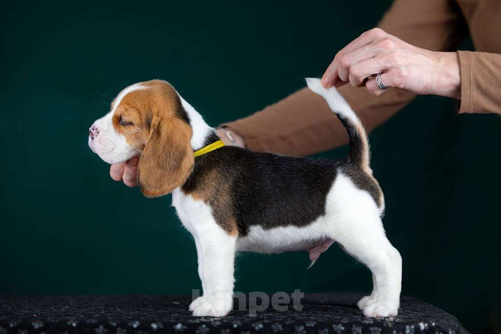 Собаки в Москве: Щенок Бигль, питомник РКФ Мальчик, 60 000 руб. - фото 7