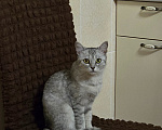 Кошки в Астрахани: Кошка в добрые руки Девочка, Бесплатно - фото 2