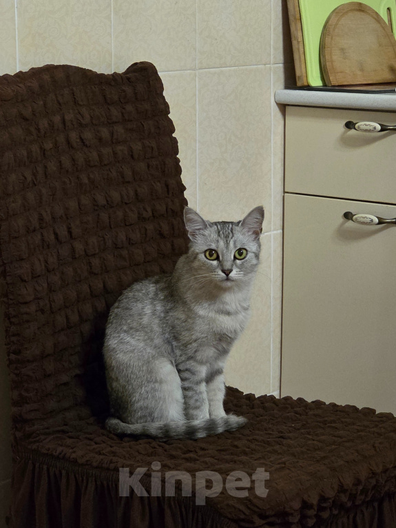 Кошки в Астрахани: Кошка в добрые руки Девочка, Бесплатно - фото 2