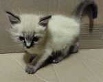 Кошки в Санкт-Петербурге: 5 очаровательных котят Мальчик, 15 000 руб. - фото 5
