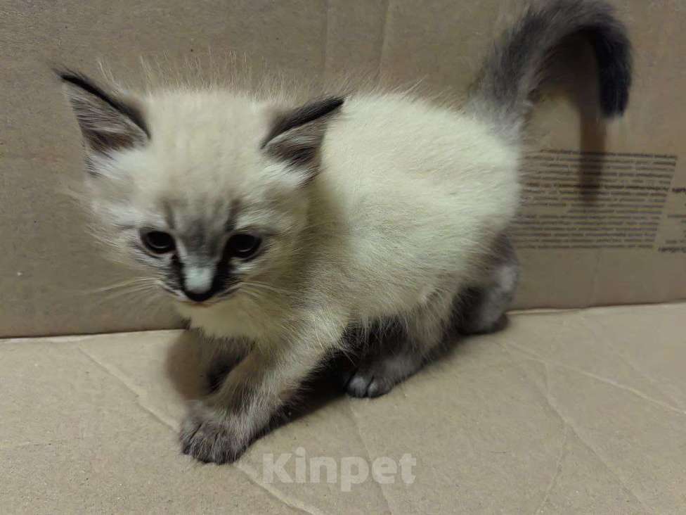 Кошки в Санкт-Петербурге: 5 очаровательных котят Мальчик, 12 000 руб. - фото 5
