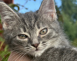 Кошки в Санкт-Петербурге: Котенок Вафля Девочка, Бесплатно - фото 6