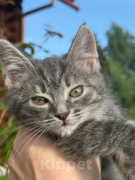 Кошки в Санкт-Петербурге: Котенок Вафля Девочка, Бесплатно - фото 6