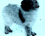 Собаки в Пятигорске: Мраморная девочка  Девочка, 27 500 руб. - фото 2