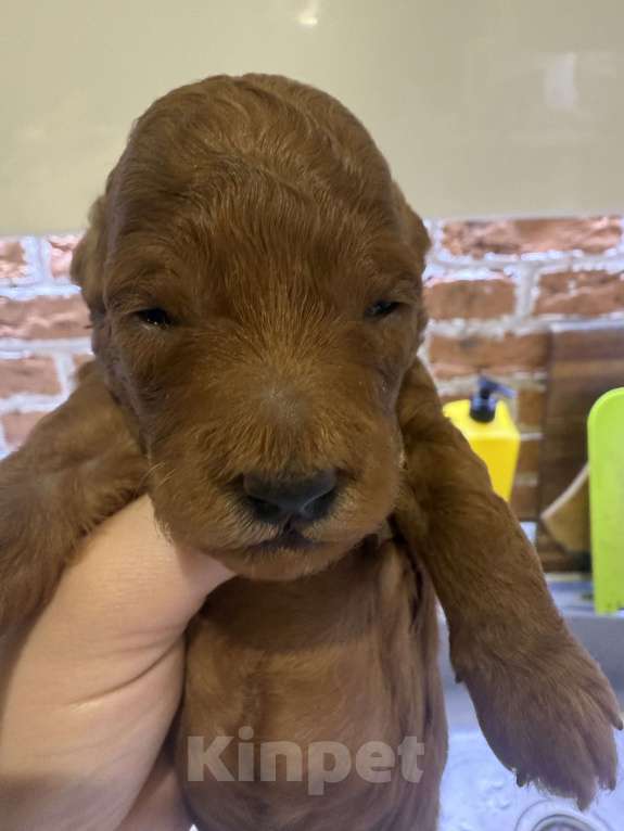 Собаки в других городах Тульской области:  Прекрасные Мальчики той - пудели  рыжего цвета  Мальчик, 50 000 руб. - фото 2