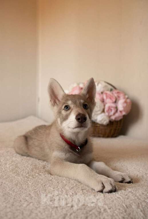 Собаки в Санкт-Петербурге: Белль волчья собака Саарлоса Девочка, 120 000 руб. - фото 2