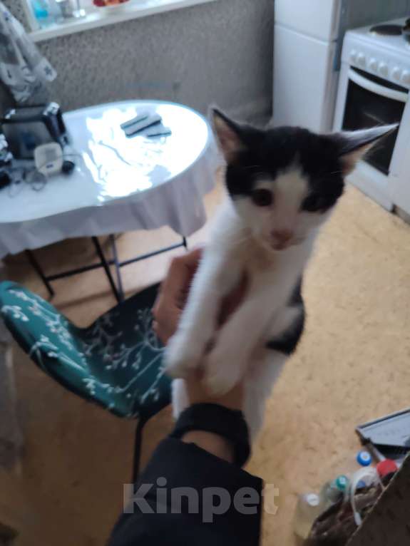 Кошки в Москве: Отдам в  хорошие руки Мальчик, 100 руб. - фото 3