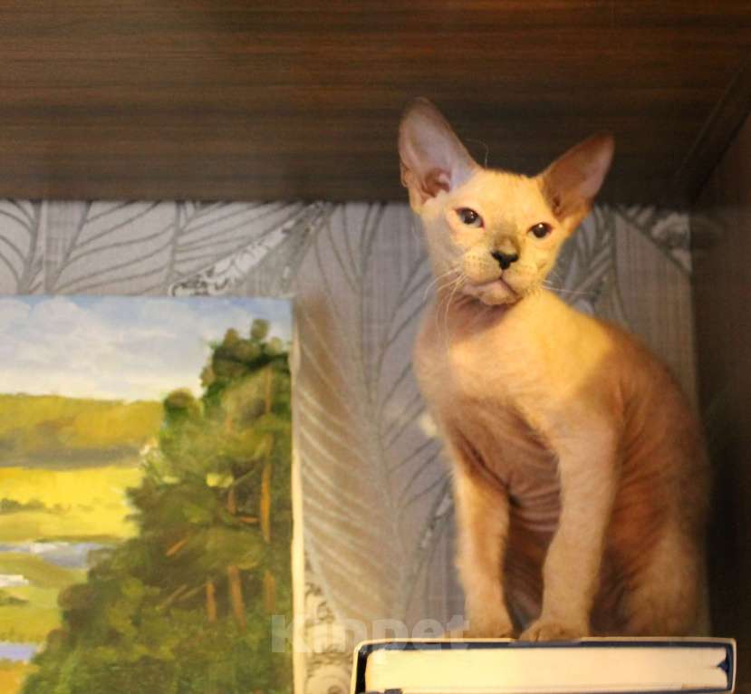 Кошки в Санкт-Петербурге: Девочка левкой страйт Девочка, 17 000 руб. - фото 4