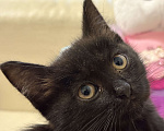 Кошки в Дмитрове: котенок Черныш Мальчик, Бесплатно - фото 5