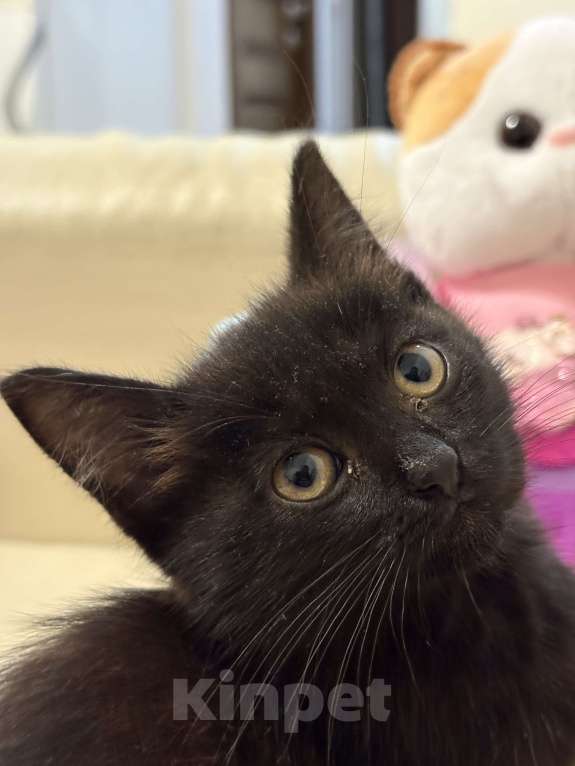 Кошки в Дмитрове: котенок Черныш Мальчик, Бесплатно - фото 5