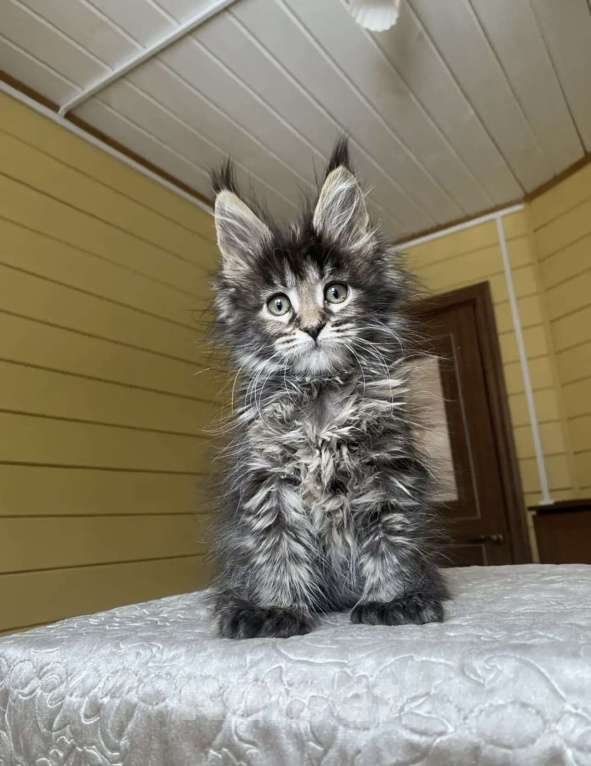 Кошки в Москве: Мейн-кун полидакт девчушка🔥 Девочка, 90 000 руб. - фото 1