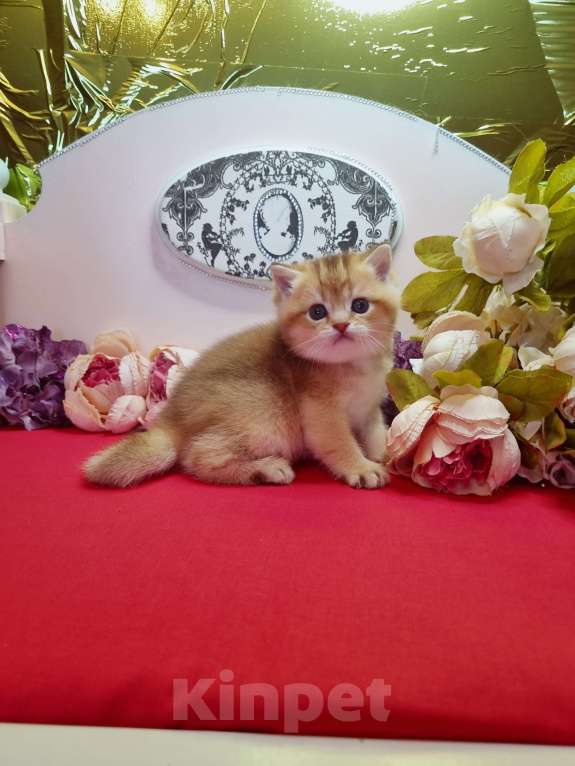 Кошки в Москве: Золотая красотка  Девочка, 30 000 руб. - фото 5