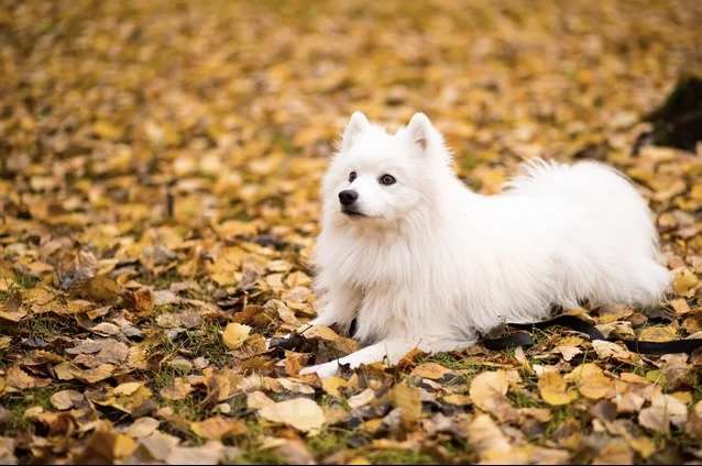 Собаки в Нижневартовске: Японский шпиц 5 лет Мальчик, Бесплатно - фото 3
