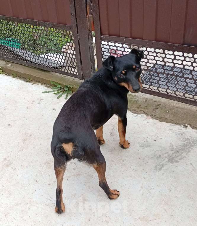 Собаки в других городах Краснодарского края: В добрые руки Девочка, Бесплатно - фото 2