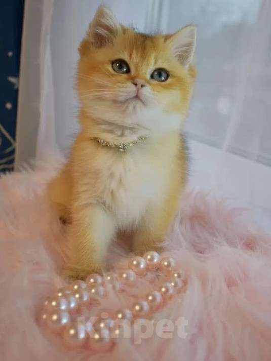 Кошки в Москве: Британская золотая шиншилла  Девочка, 90 000 руб. - фото 5