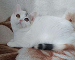 Кошки в Тутаеве: Шотландская кошечка, 2 000 руб. - фото 1