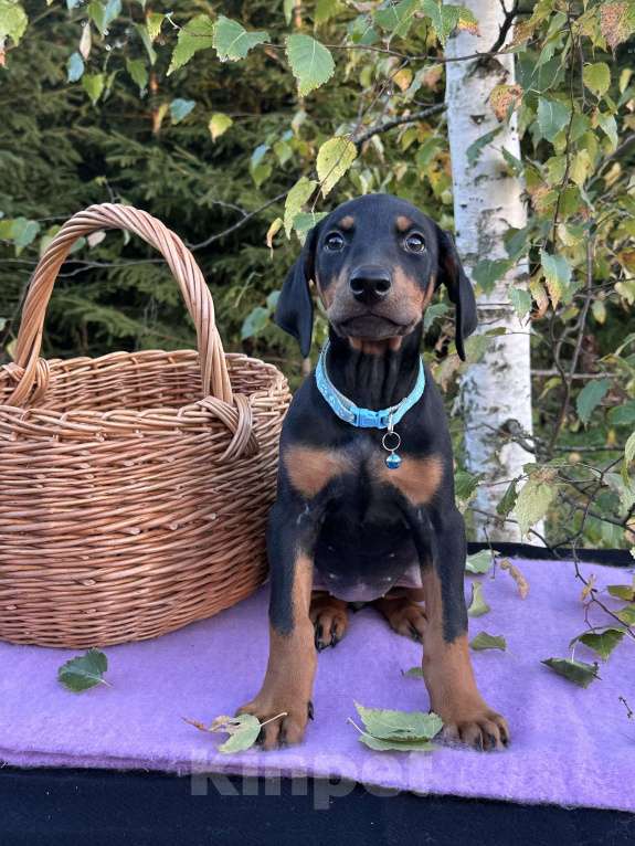 Собаки в Санкт-Петербурге: Щенок Добермана  Девочка, 35 000 руб. - фото 4