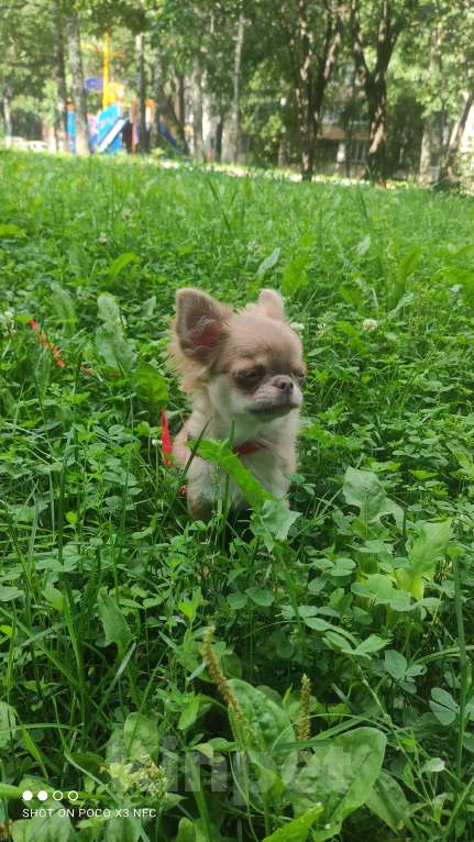 Собаки в Москве: Лиловая  девочка Девочка, 85 000 руб. - фото 5