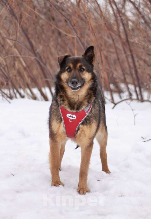 Собаки в Москве: Обычный пёс Войт, мечтающий о счастье Мальчик, Бесплатно - фото 5