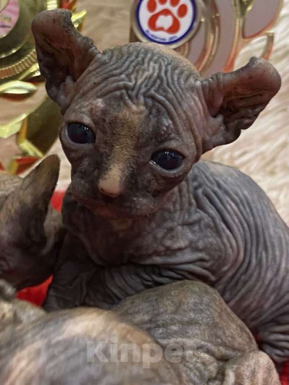 Кошки в Нижнем Новгороде: Котята породы эльф Девочка, 35 000 руб. - фото 7