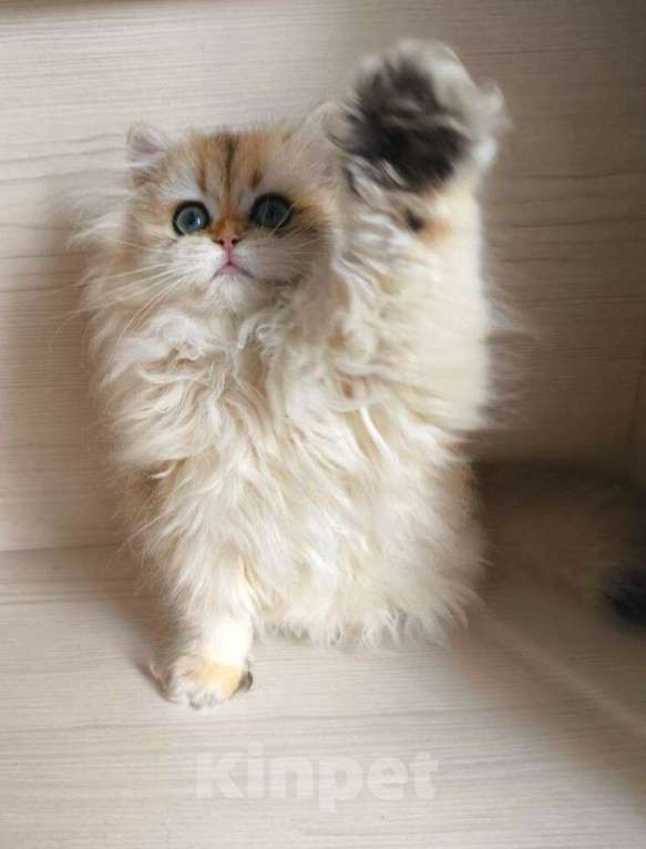 Кошки в Балашихе: Шикарная золотая шиншилла Девочка, 50 000 руб. - фото 2