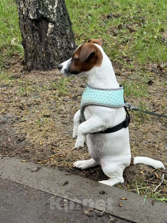 Собаки в Москве: Сука джек Рассел терьер 5 месяцев Девочка, Бесплатно - фото 2