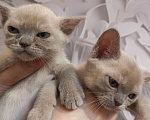 Кошки в Москве: Котенок Европейской Бурмы  Мальчик, 60 000 руб. - фото 1
