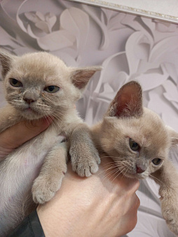 Котенок Европейской Бурмы 