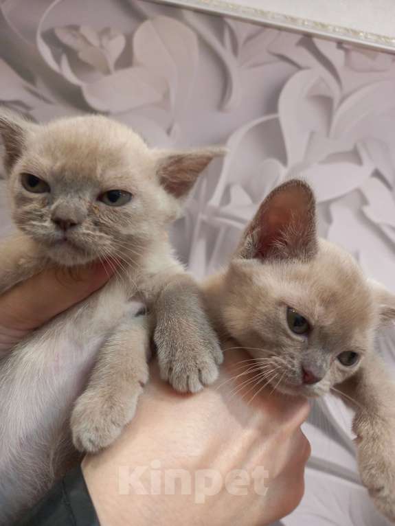 Кошки в Москве: Котенок Европейской Бурмы  Мальчик, 60 000 руб. - фото 1