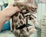Кошки в других городах Московской области: Бенгальская девочка. Бронь до воскресенья Девочка, 20 000 руб. - фото 2