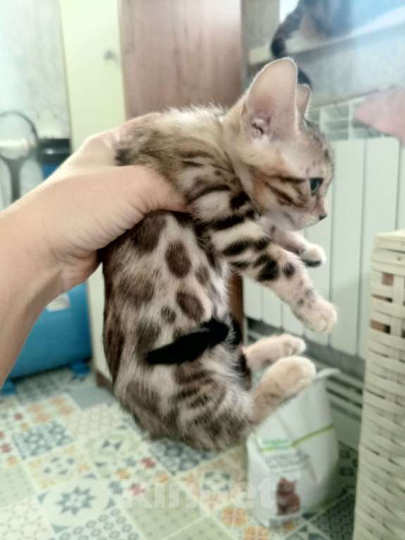 Кошки в других городах Московской области: Бенгальская девочка. Бронь до воскресенья Девочка, 20 000 руб. - фото 2