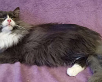 Кошки в Москве: Серый с белым сибирский котик Мальчик, Бесплатно - фото 5