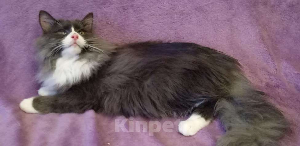 Кошки в Москве: Серый с белым сибирский котик Мальчик, Бесплатно - фото 5