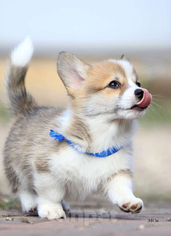 Собаки в Раменском: Мальчик Вельш корги пемброк  Мальчик, 70 000 руб. - фото 3