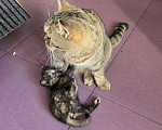 Кошки в Москве: Котенок британский Девочка, 500 руб. - фото 3