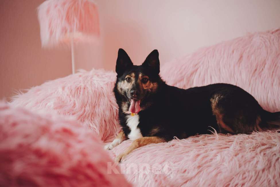 Собаки в Москве: Макена — идеальный идеал собаки Девочка, Бесплатно - фото 3