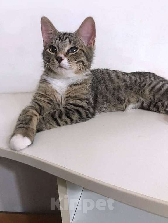 Кошки в Москве: Обаятельный минитигренок, котенок Ося ищет дом Мальчик, 10 руб. - фото 3
