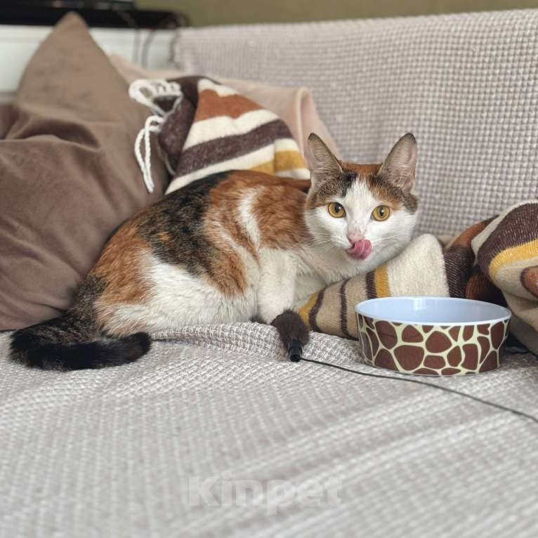 Кошки в Москве: смешная кошка Шпуля ищет дом Девочка, Бесплатно - фото 2