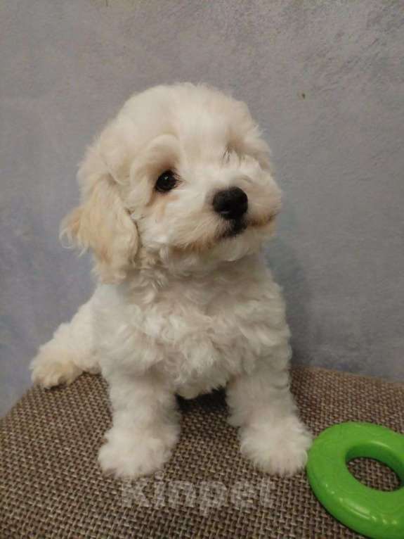 Собаки в Мытищах: Мальчик 2 Мальчик, 55 000 руб. - фото 1