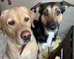 Собаки в Набережных Челнах: Девочка ищет дом для которого станет отличной охранницей Девочка, 1 руб. - фото 2