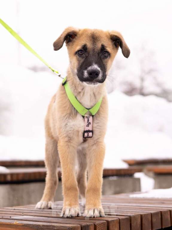 Собаки в Москве: Маленькое счастье - щенок Тишка ищет дом! Девочка, Бесплатно - фото 3