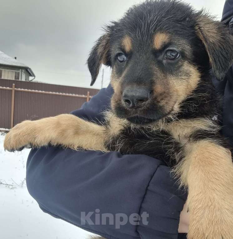 Собаки в других городах Московской области: Щенок немецкой овчарки Девочка, 20 000 руб. - фото 4
