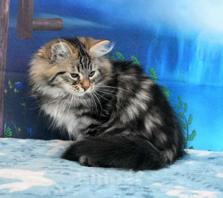 Кошки в Москве: Сибирский котик Мальчик, 35 000 руб. - фото 1