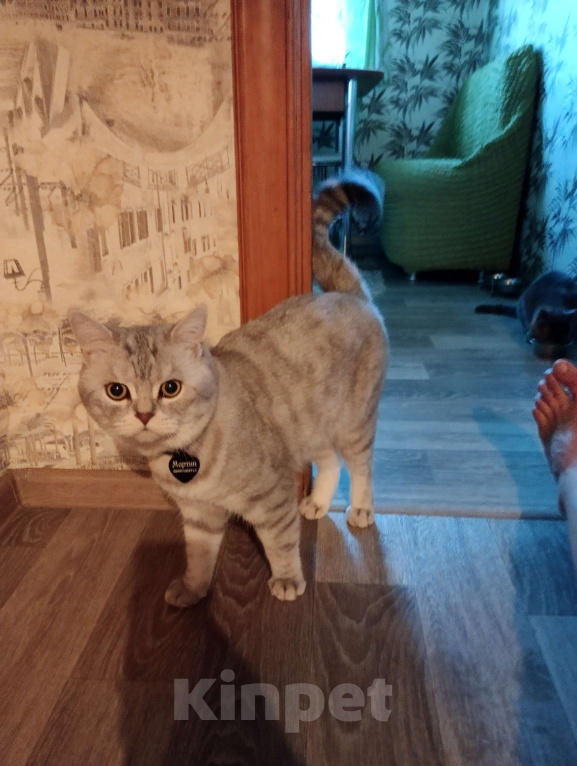 Кошки в Воронеже: Продаю чистокровных шотландских котят правильной и плановой вязки Мальчик, Бесплатно - фото 6